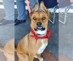 Small #23 American Staffordshire Terrier-German Shepherd Dog Mix