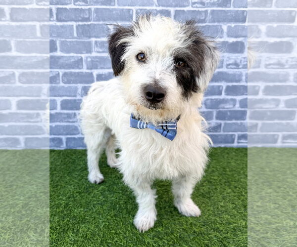 Medium Photo #1 Mutt Puppy For Sale in Corona, CA, USA