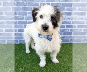 Mutt Dogs for adoption in Corona, CA, USA
