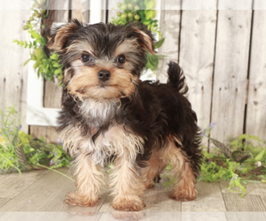 Yorkshire Terrier Puppy for sale in MOUNT VERNON, OH, USA