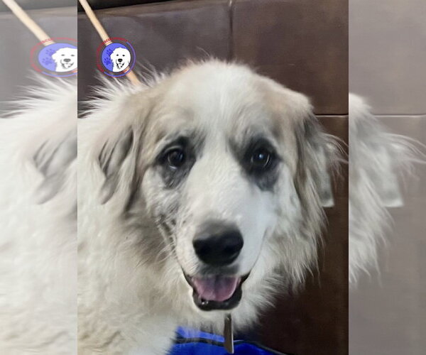 Medium Photo #8 Great Pyrenees Puppy For Sale in Spring, TX, USA