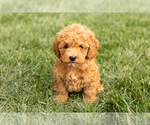 Small #1 Cock-A-Poo-Goldendoodle Mix