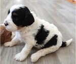 Small Photo #3 Cavapoo Puppy For Sale in CARLISLE, KY, USA