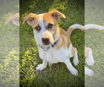 Small #4 Canadian Eskimo Dog Mix