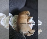 Small Photo #12 Pug Puppy For Sale in NEW BERN, NC, USA