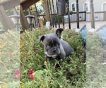 Small #9 Faux Frenchbo Bulldog