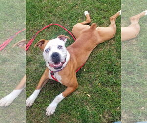 Violet Beauregarde Lonestar - Female Boxer-Unknown Mix Dog for Adoption - Photo #16