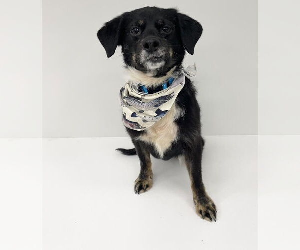 Medium Photo #7 Dachshund-Unknown Mix Puppy For Sale in Princeton, MN, USA