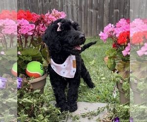 Goldendoodle Puppy for sale in AUBURN, IN, USA