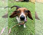 Small #2 Beagle