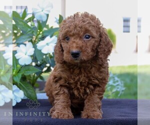 Goldendoodle (Miniature) Puppy for sale in EAST EARL, PA, USA
