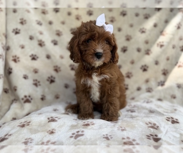 Medium Photo #9 Cavapoo (Miniature) Puppy For Sale in LAKELAND, FL, USA