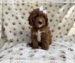 Small #8 Cavapoo (Miniature)