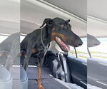 Small #4 Doberman Pinscher