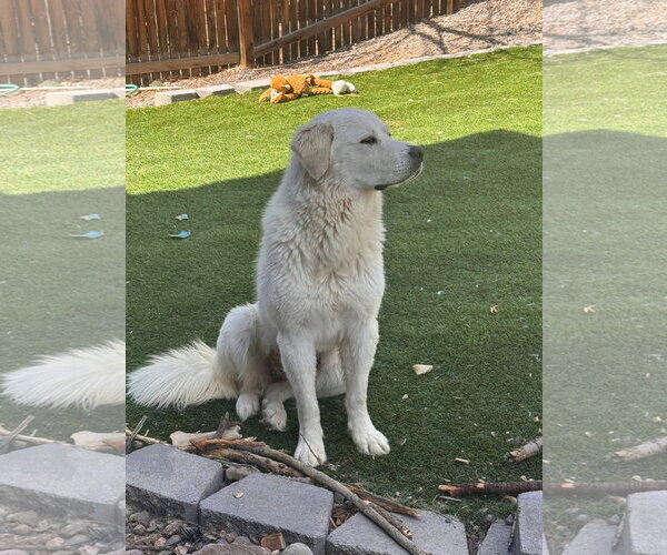 Medium Photo #2 Great Pyrenees Puppy For Sale in Denver , CO, USA