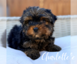 Small #6 Yorkshire Terrier