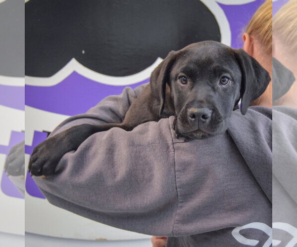 Medium Photo #5 American Staffordshire Terrier-Unknown Mix Puppy For Sale in Huntley, IL, USA