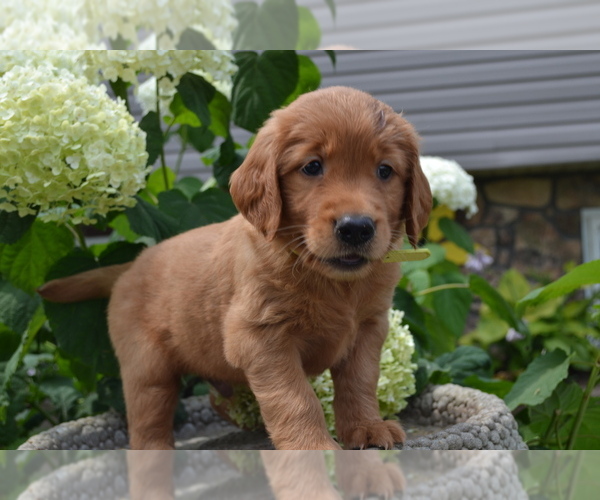 Medium Photo #4 Golden Retriever Puppy For Sale in GREENWOOD, WI, USA