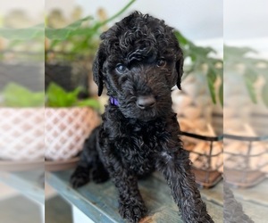 Goldendoodle-Poodle (Standard) Mix Puppy for sale in FLAT ROCK, NC, USA