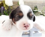 Puppy Puppy 2 Male Cavapoo
