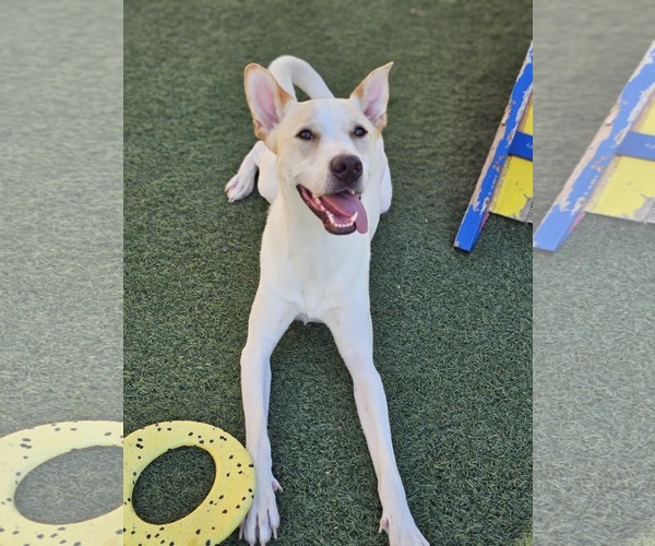 Medium Photo #3 Mutt Puppy For Sale in McKinney, TX, USA