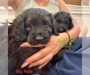 Golden Retriever-Goldendoodle Mix Litter for sale in GREEN VALLEY, NV, USA
