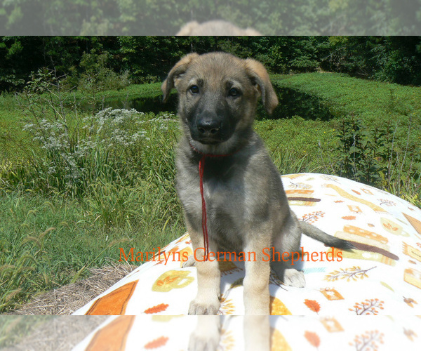 Medium Photo #2 German Shepherd Dog Puppy For Sale in PIEDMONT, MO, USA