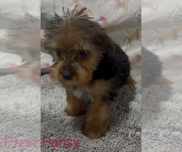 Medium Photo #3 Yorkshire Terrier Puppy For Sale in AZLE, TX, USA