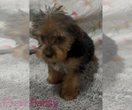 Small #2 Yorkshire Terrier