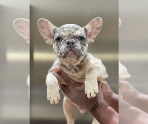 French Bulldog Puppy for sale in ANCHORAGE, AK, USA