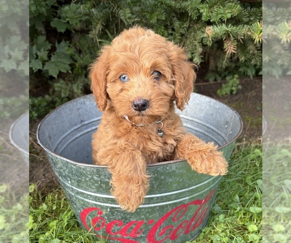 Medium Photo #5 Cockapoo (Miniature) Puppy For Sale in MIDDLEBURY, IN, USA