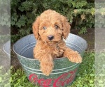 Small #4 Cockapoo (Miniature)