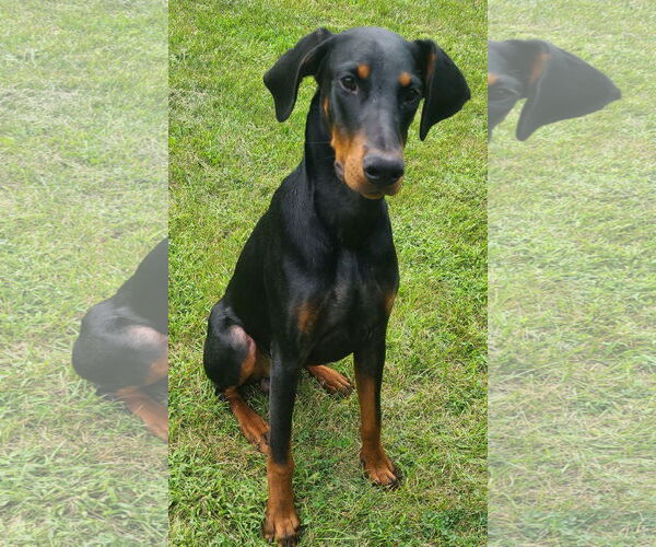Medium Photo #4 Doberman Pinscher Puppy For Sale in Minneaoplis, MN, USA