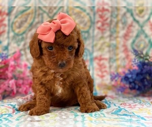 Poodle (Toy) Puppy for sale in LANCASTER, PA, USA