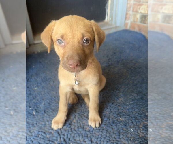 Medium Photo #3 Golden Retriever-Unknown Mix Puppy For Sale in OKLAHOMA CITY, OK, USA