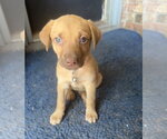 Small #2 Golden Retriever Mix