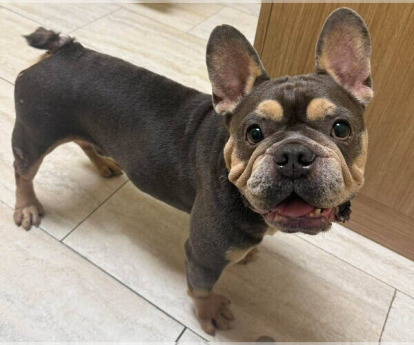 Medium Photo #3 French Bulldog Puppy For Sale in Pompano Beach , FL, USA