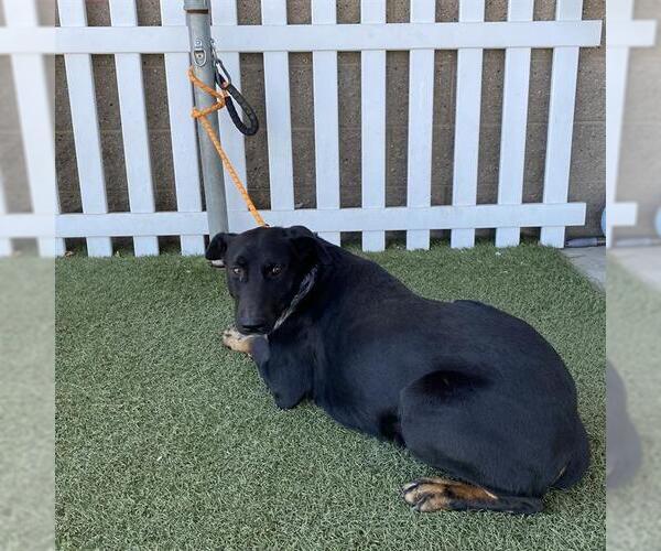 Medium Photo #1 Shepweiller Puppy For Sale in Modesto, CA, USA