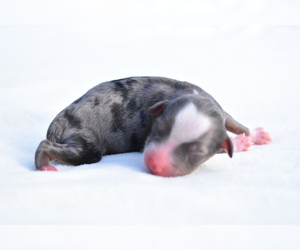 Miniature Australian Shepherd Puppy for sale in PALM COAST, FL, USA