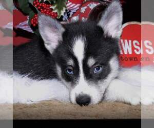 Pomsky-Unknown Mix Puppy for sale in CLEVELAND, MN, USA