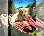 Puppy Flora Goldendoodle