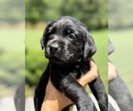 Small #19 Labrador Retriever