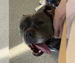 Small #5 Bulldog Mix