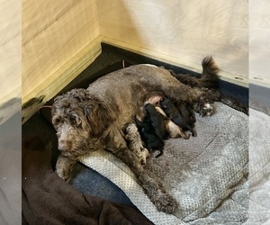 Mother of the F2 Aussiedoodle puppies born on 12/14/2022