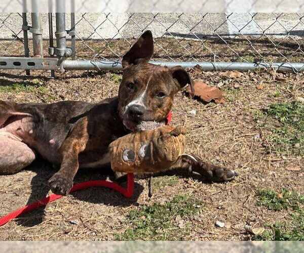 Medium Photo #4 American Pit Bull Terrier-Plott Hound Mix Puppy For Sale in Ocala, FL, USA