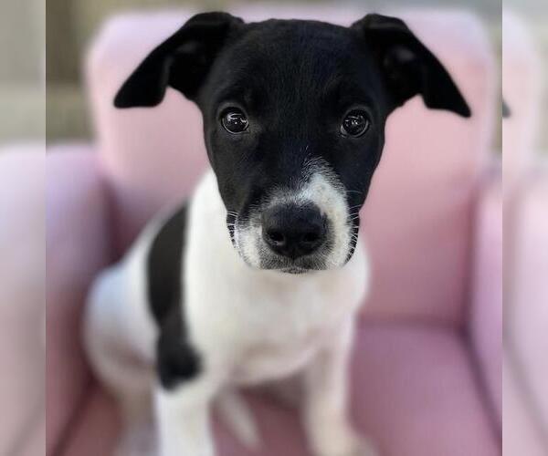 Medium Photo #12 Labrador Retriever-Unknown Mix Puppy For Sale in San Diego, CA, USA
