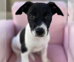 Small #11 Labrador Retriever Mix