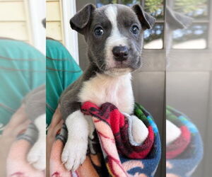 American Pit Bull Terrier-Unknown Mix Dogs for adoption in Clarkston, MI, USA