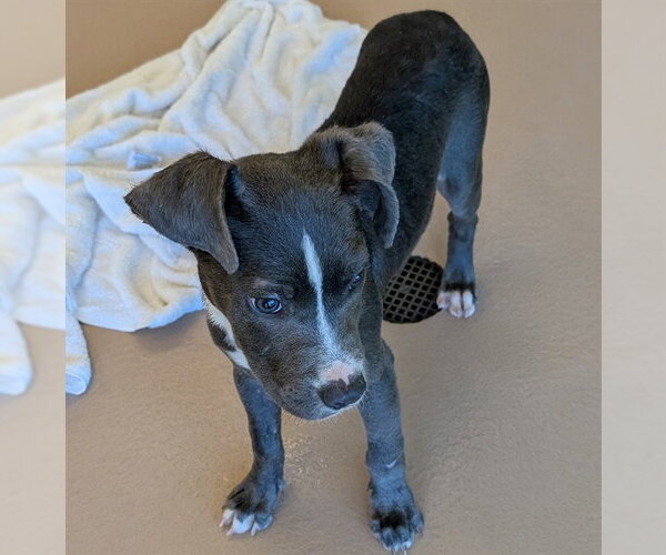 Medium Photo #1 Mutt Puppy For Sale in Plano, TX, USA