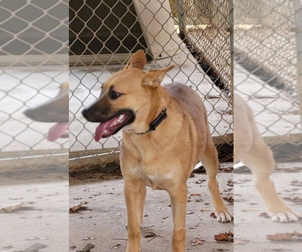 Medium Photo #2 Mutt Puppy For Sale in Ellijay, GA, USA